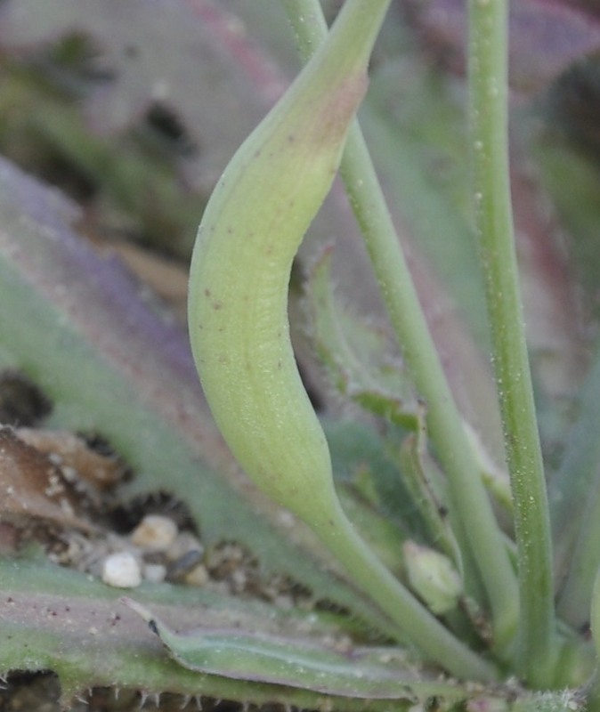 Image of Hypochaeris glabra specimen.