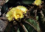 Astrophytum ornatum. Верхушка побега с цветками. Израиль, г. Тель-Авив, ботанический сад \"Сад кактусов\". 03.05.2017.