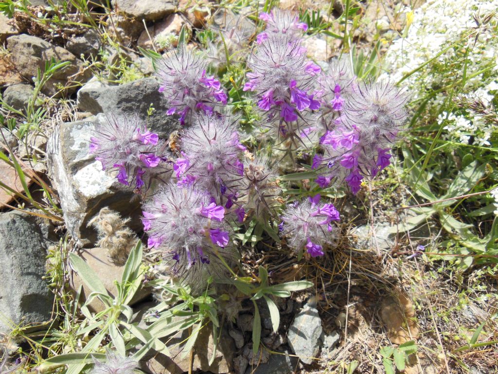 Image of Stachys lavandulifolia specimen.