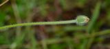 Tridax procumbens. Верхушка побега с нераскрывшимся соцветием. Таиланд, о-в Пхукет, курорт Ката, пустырь вдоль грунтовой дороги. 09.01.2017.