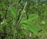 Trifolium caucasicum. Часть веточки цветущего растения. Краснодарский край, Абинский р-н, окр. пос. Новый, луг на месте старой вырубки(?). 13.06.2017.