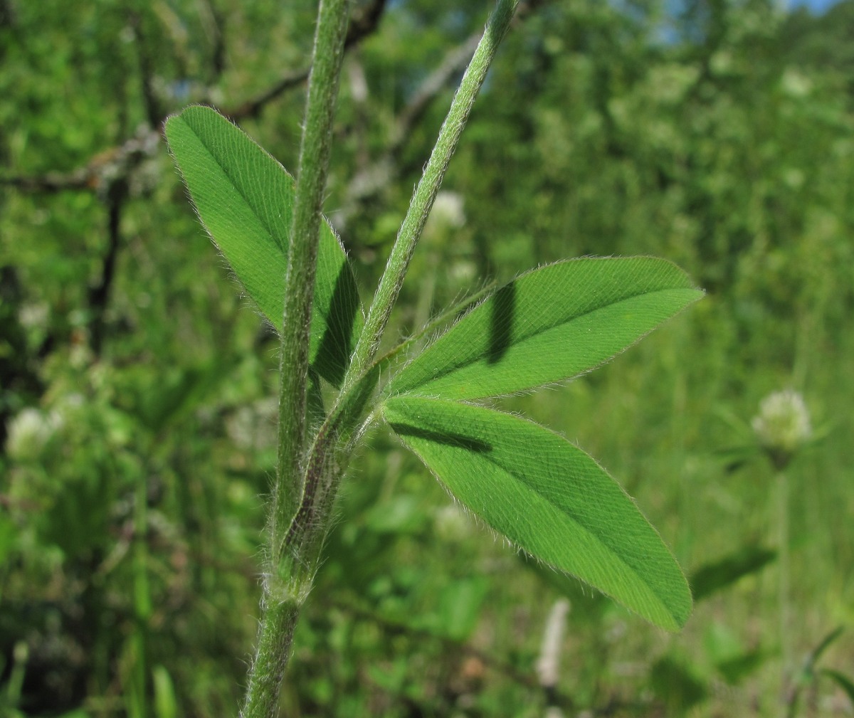 Image of Trifolium caucasicum specimen.