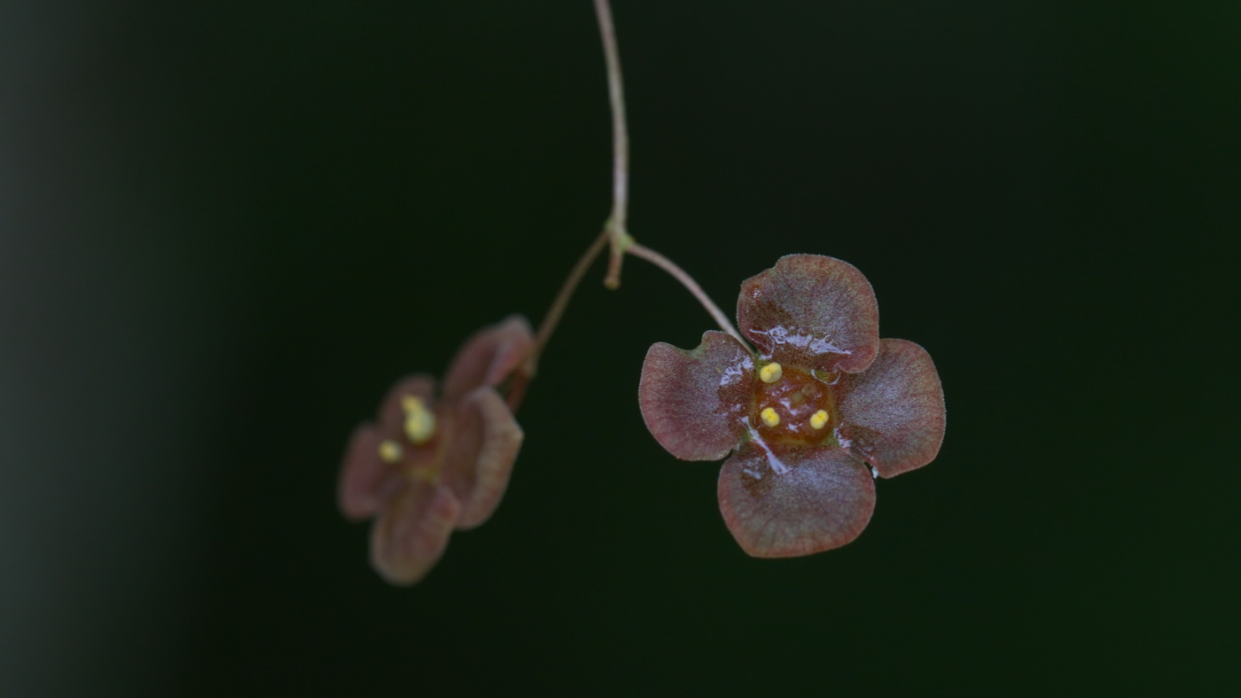 Изображение особи Euonymus verrucosus.