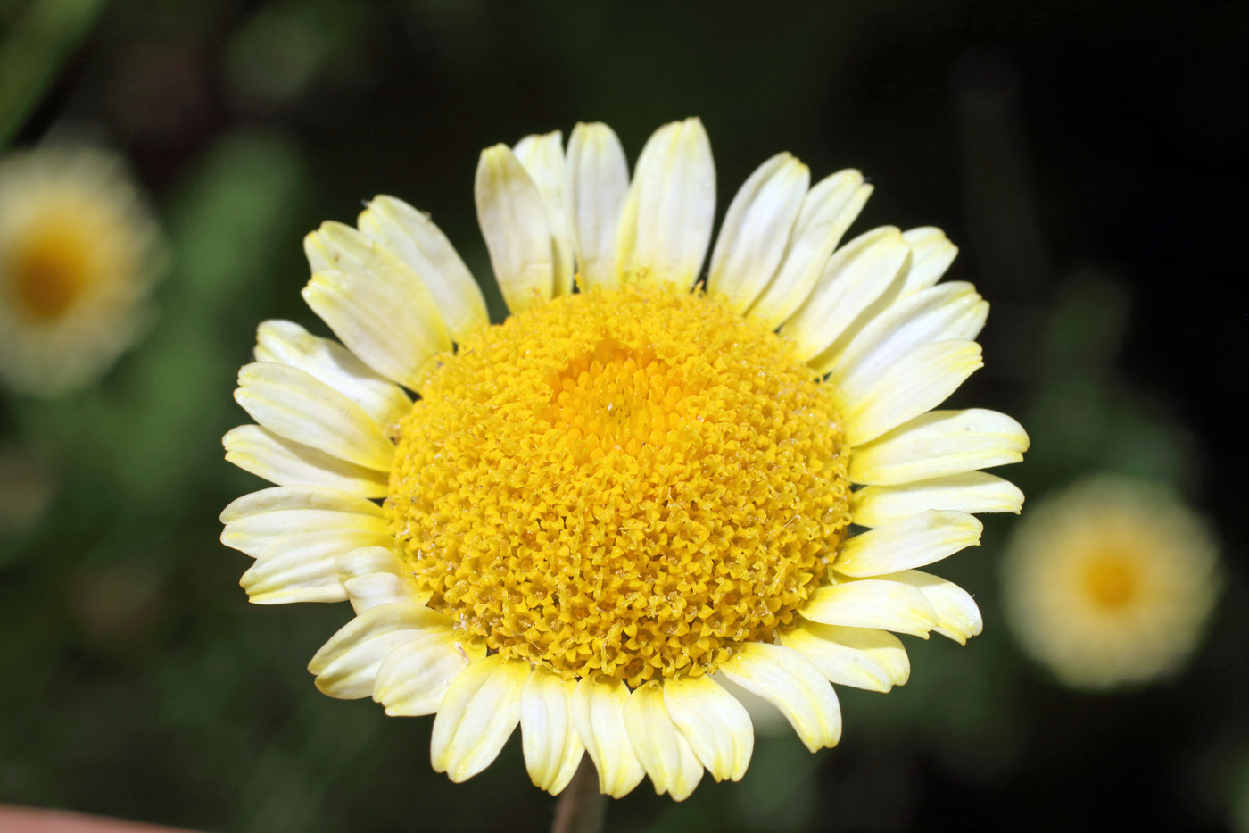 Image of Anthemis tinctoria specimen.