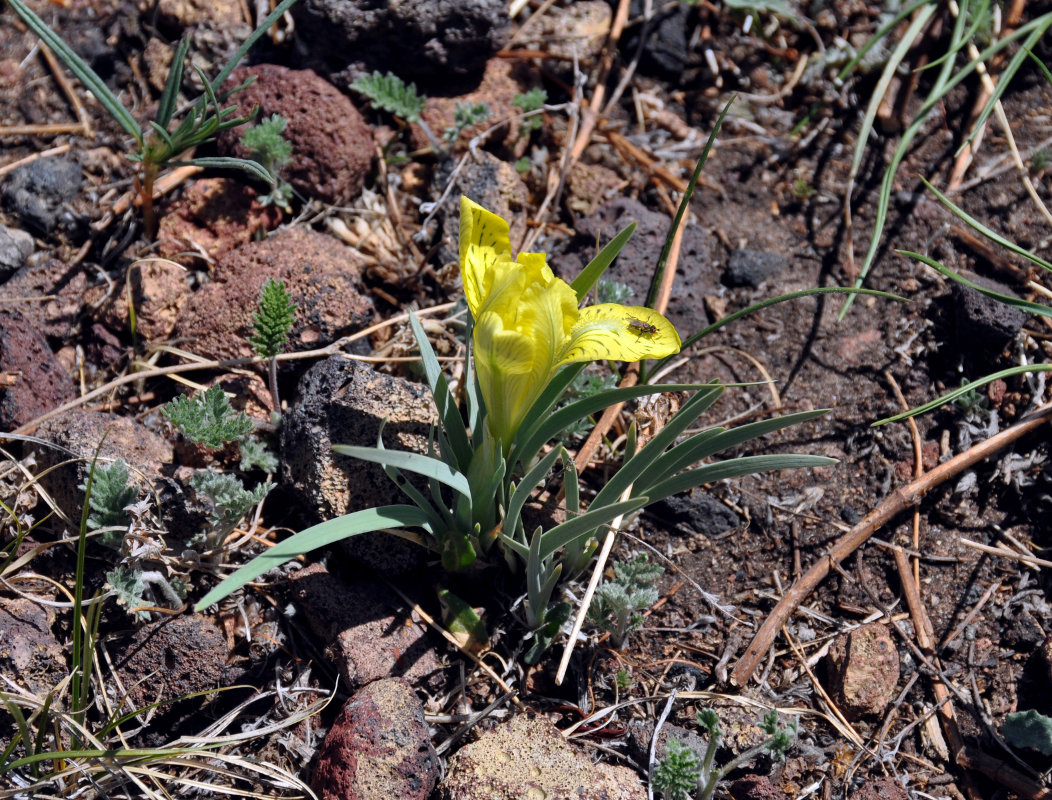 Image of Iris potaninii specimen.