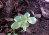 × Sorbaronia mitschurinii