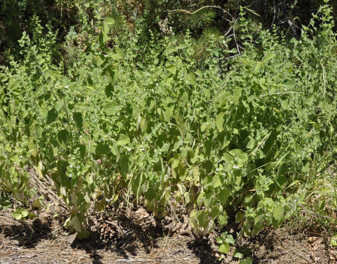 Image of Melissa officinalis specimen.