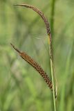 Carex acuta. Соплодие и отцветший мужской колосок. Кировская обл., окр. г. Кирово-Чепецк, карьер на берегу р. Вятки. 19.07.2017.