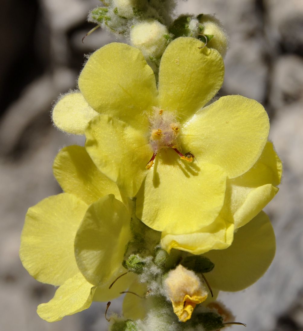 Изображение особи род Verbascum.