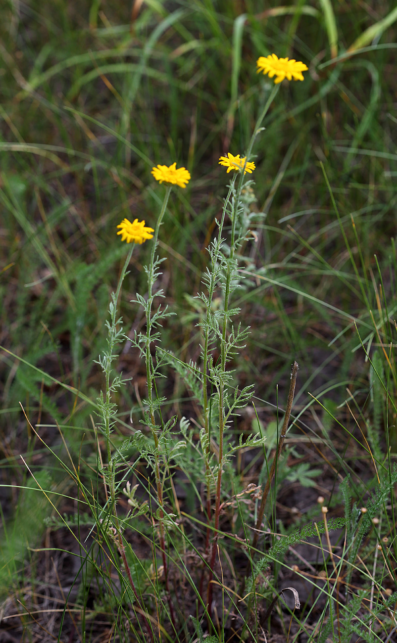 Изображение особи Anthemis tinctoria.