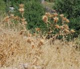 Carthamus × turkestanicus. Высохшее растение с соплодиями. Узбекистан, г. Ташкент, Актепа Юнусабадская. 19.08.2017.