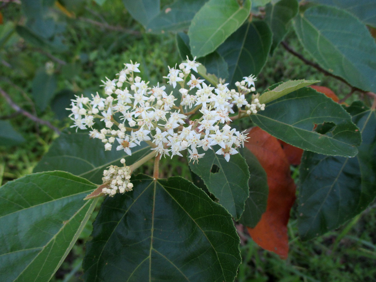 Image of Commersonia bartramia specimen.