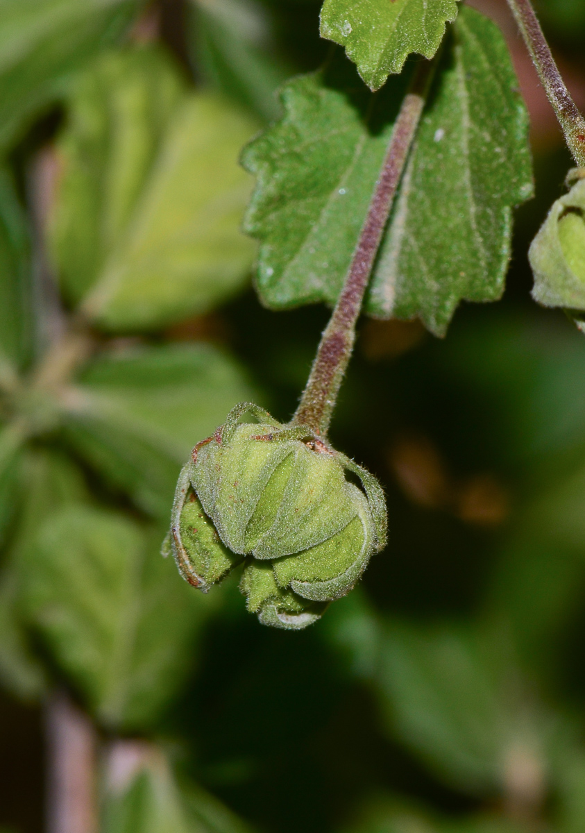 Image of Pavonia praemorsa specimen.