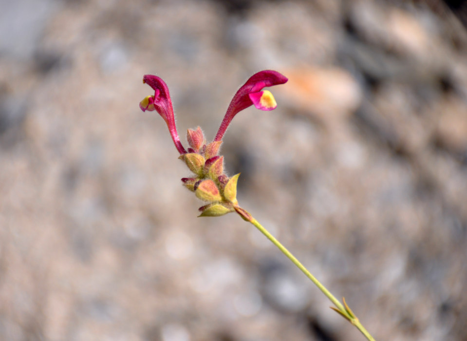 Image of genus Scutellaria specimen.