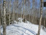 Betula lanata