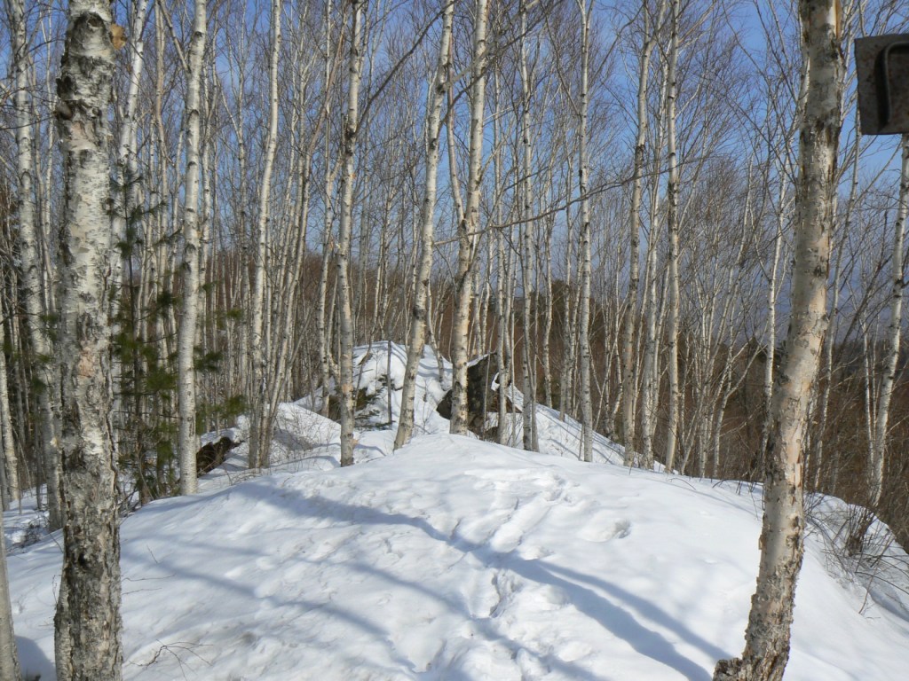 Image of Betula lanata specimen.