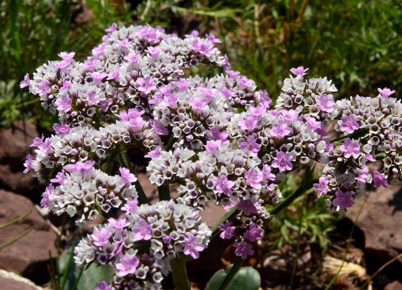 Изображение особи Goniolimon speciosum.