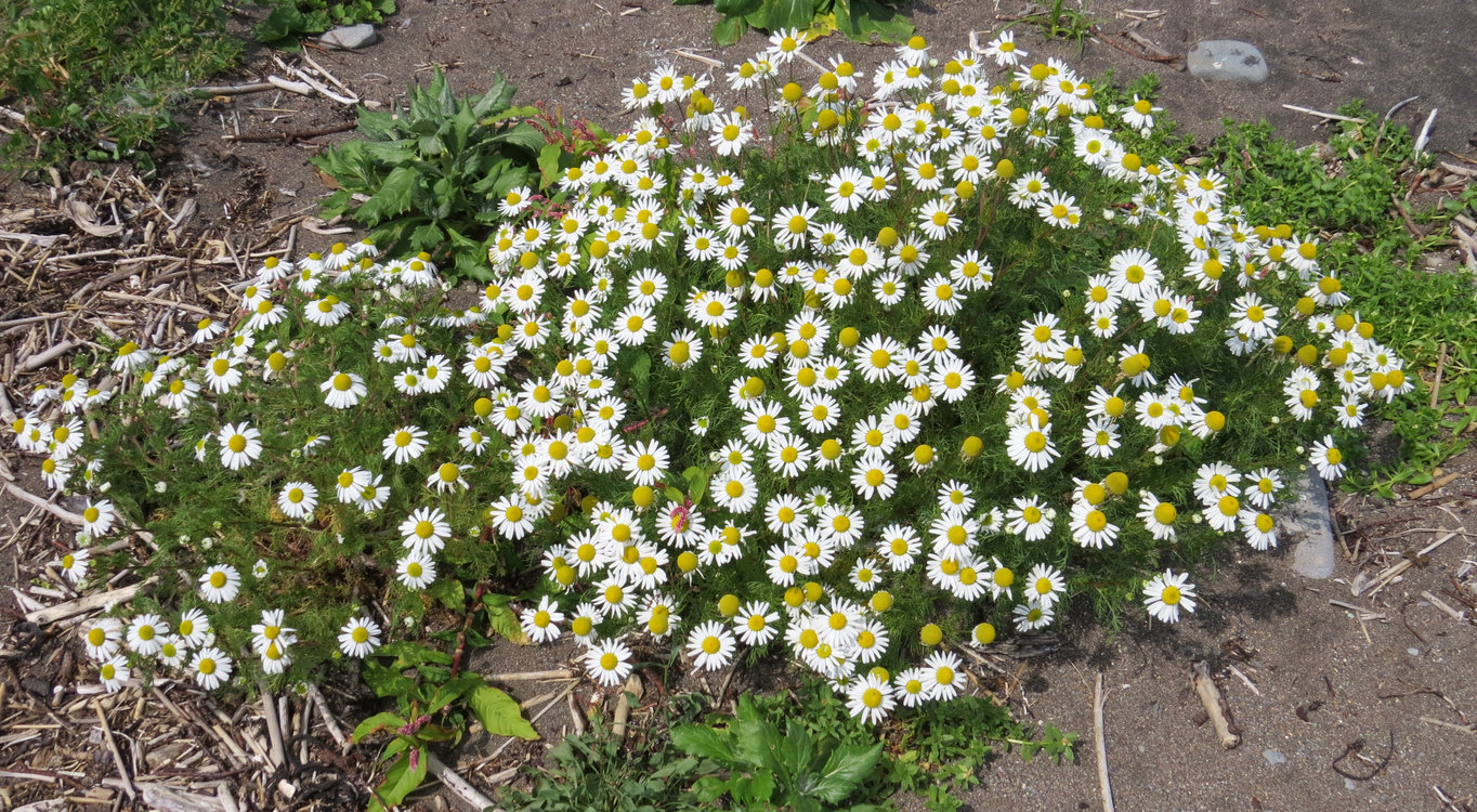 Изображение особи Tripleurospermum tetragonospermum.