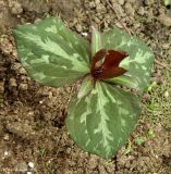 Trillium cuneatum