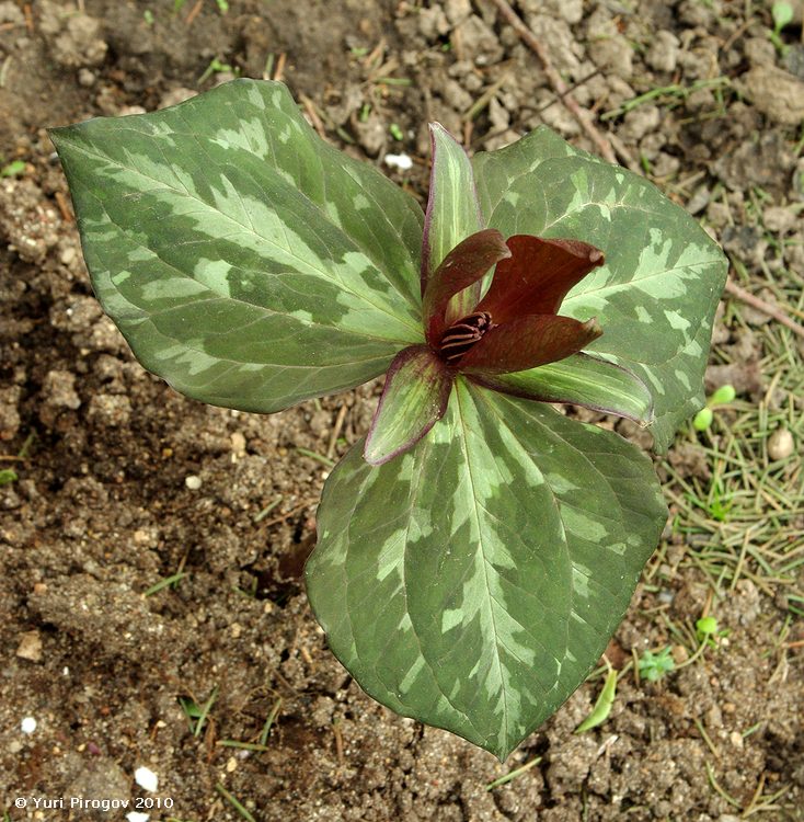 Image of Trillium cuneatum specimen.