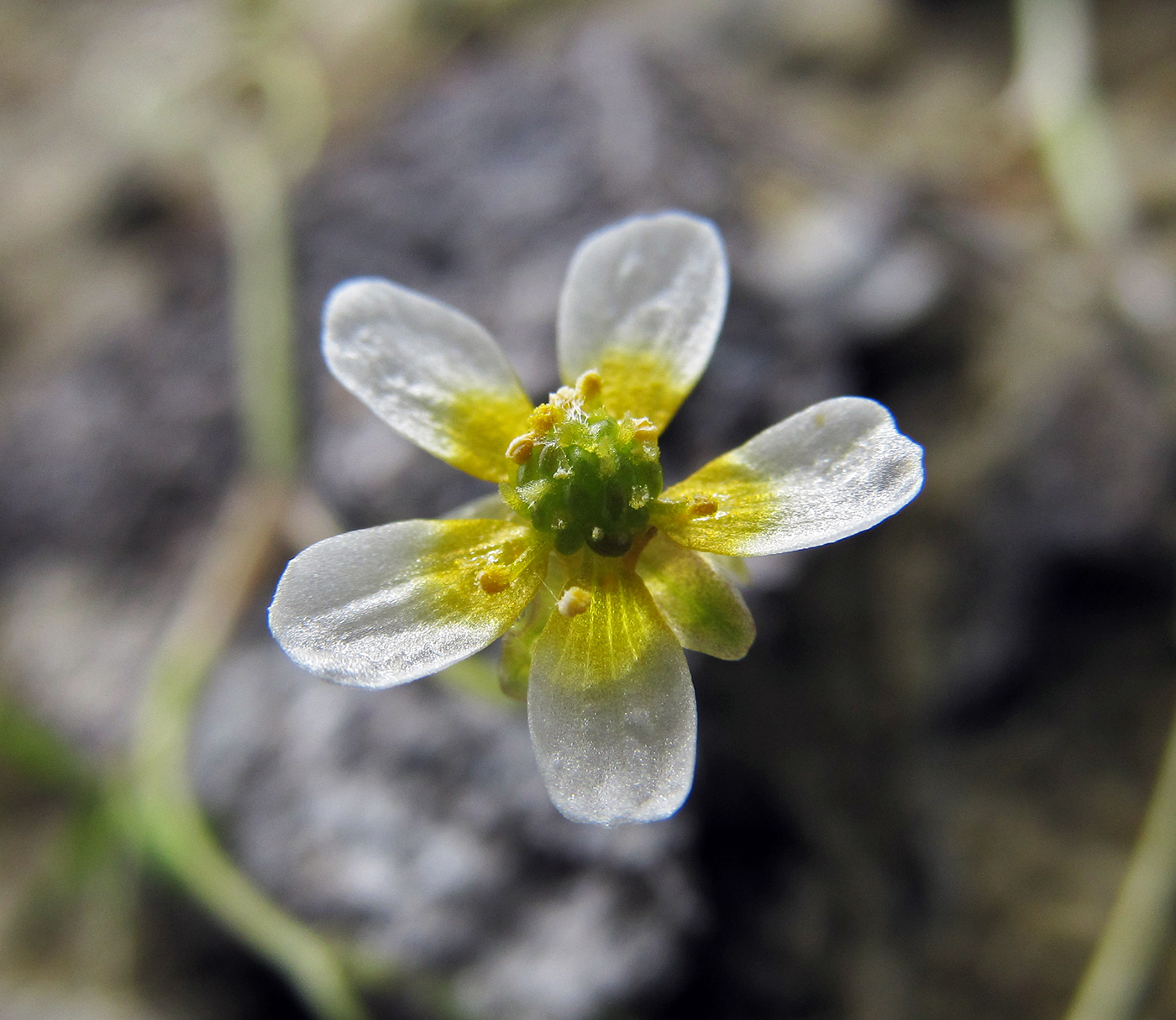 Изображение особи Ranunculus trichophyllus.