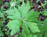 Trollius europaeus