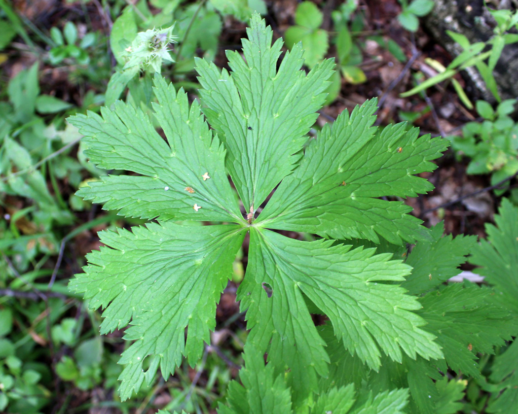 Изображение особи Trollius europaeus.