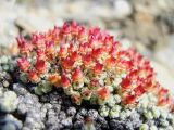 Saxifraga eschscholtzii. Плодоносящее растение. Чукотка, побережье бухты Провидения, на скалах. 25.07.2006.