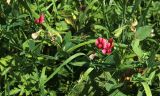 Lathyrus miniatus