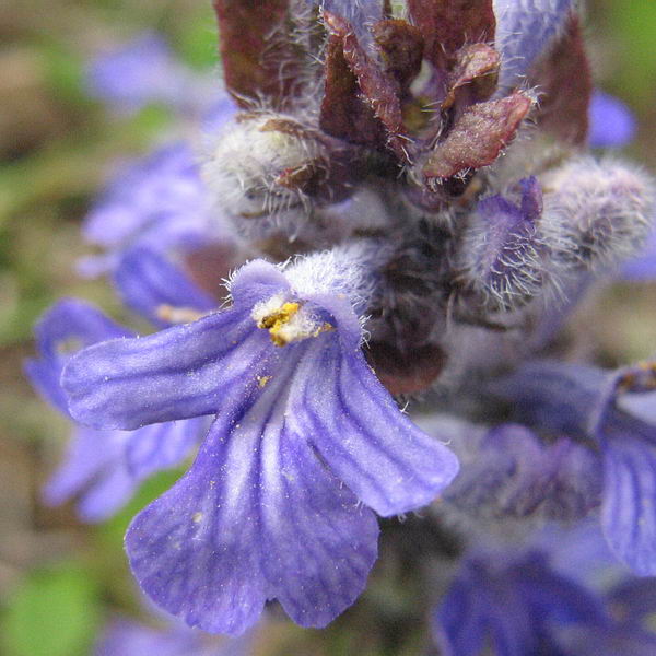 Image of Ajuga reptans specimen.