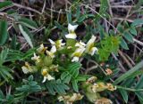 Oxytropis caespitosa. Соцветия и листья. Монголия, аймак Уверхангай, восточные отроги хребта Хангай, ≈ 2100 м н.у.м., горная степь. 05.06.2017.