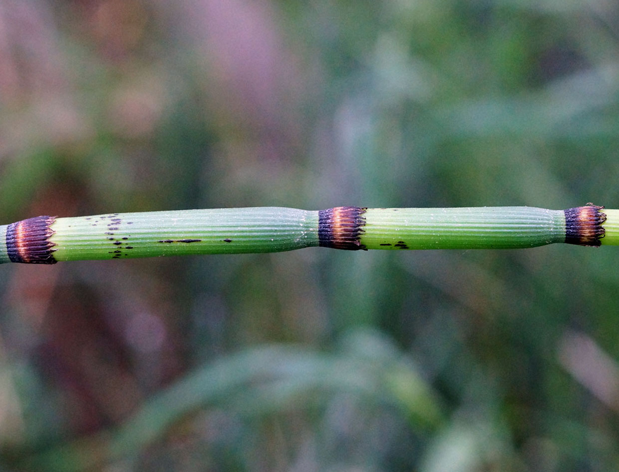 Изображение особи Equisetum hyemale.