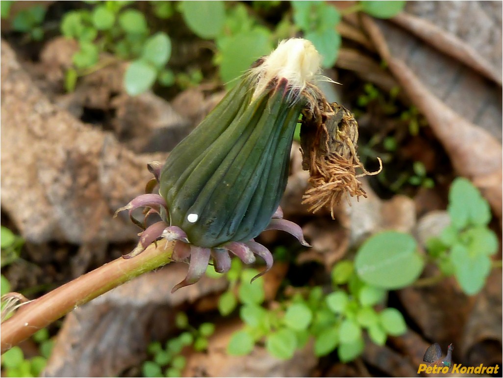 Изображение особи род Taraxacum.