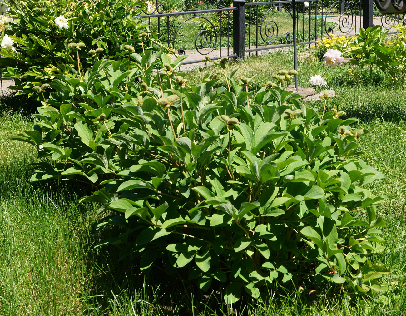 Image of Paeonia mlokosewitschii specimen.