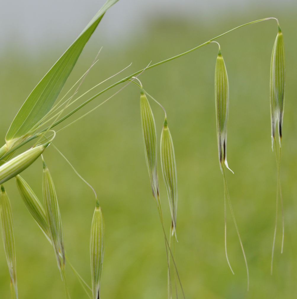 Image of genus Avena specimen.