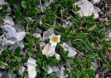 Dryas caucasica