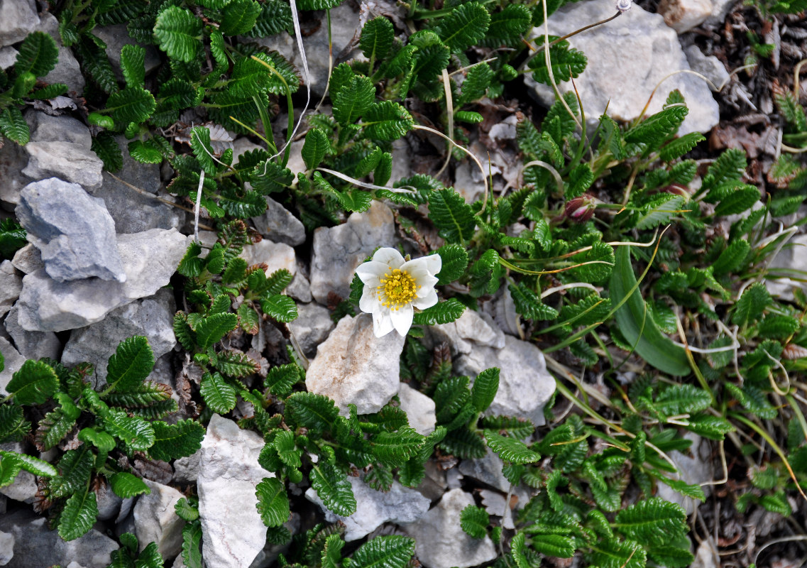 Изображение особи Dryas caucasica.