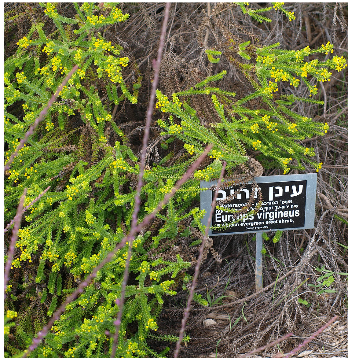 Image of Euryops virgineus specimen.