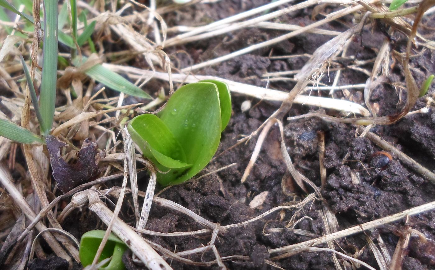 Изображение особи Platanthera bifolia.