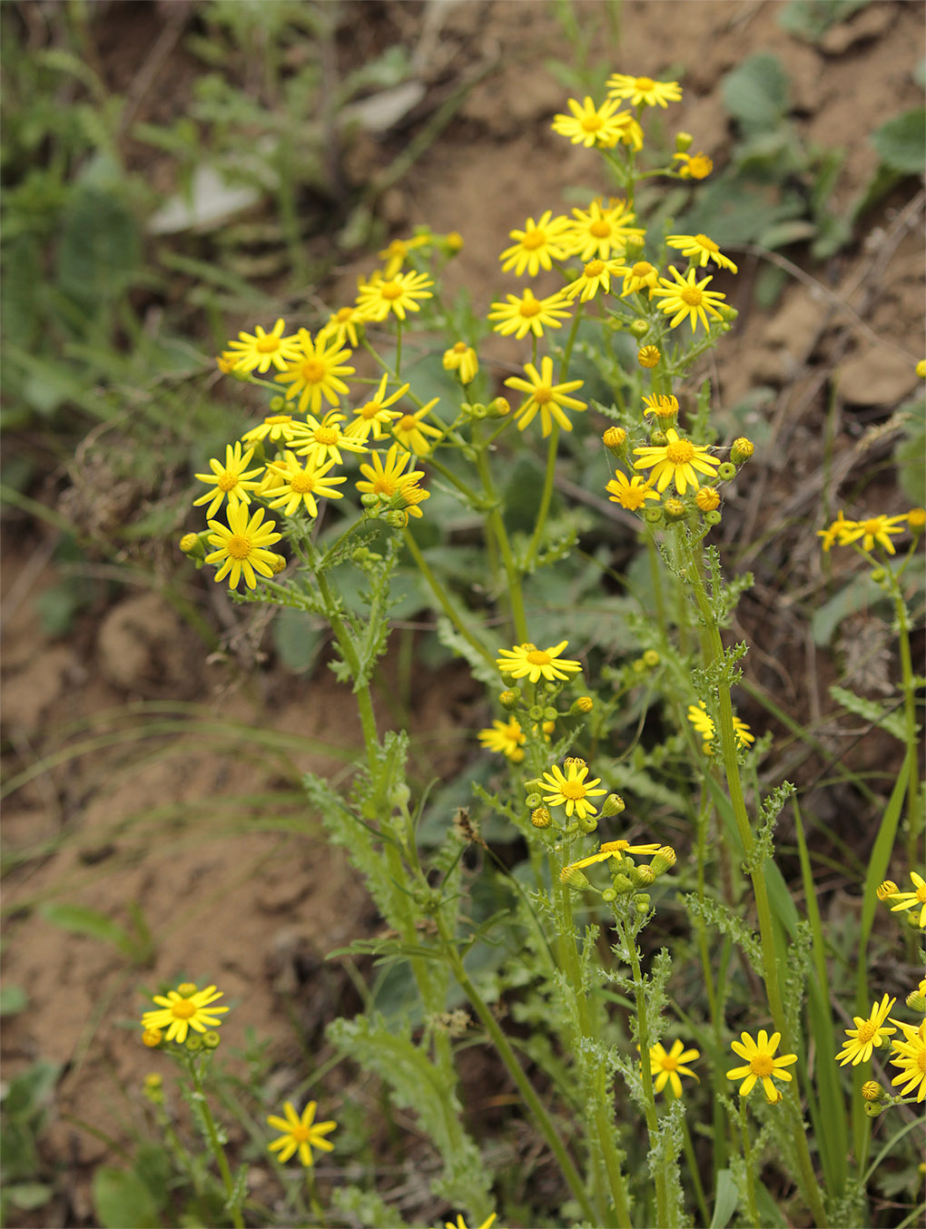 Изображение особи Senecio vernalis.