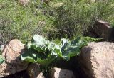 Rheum cordatum