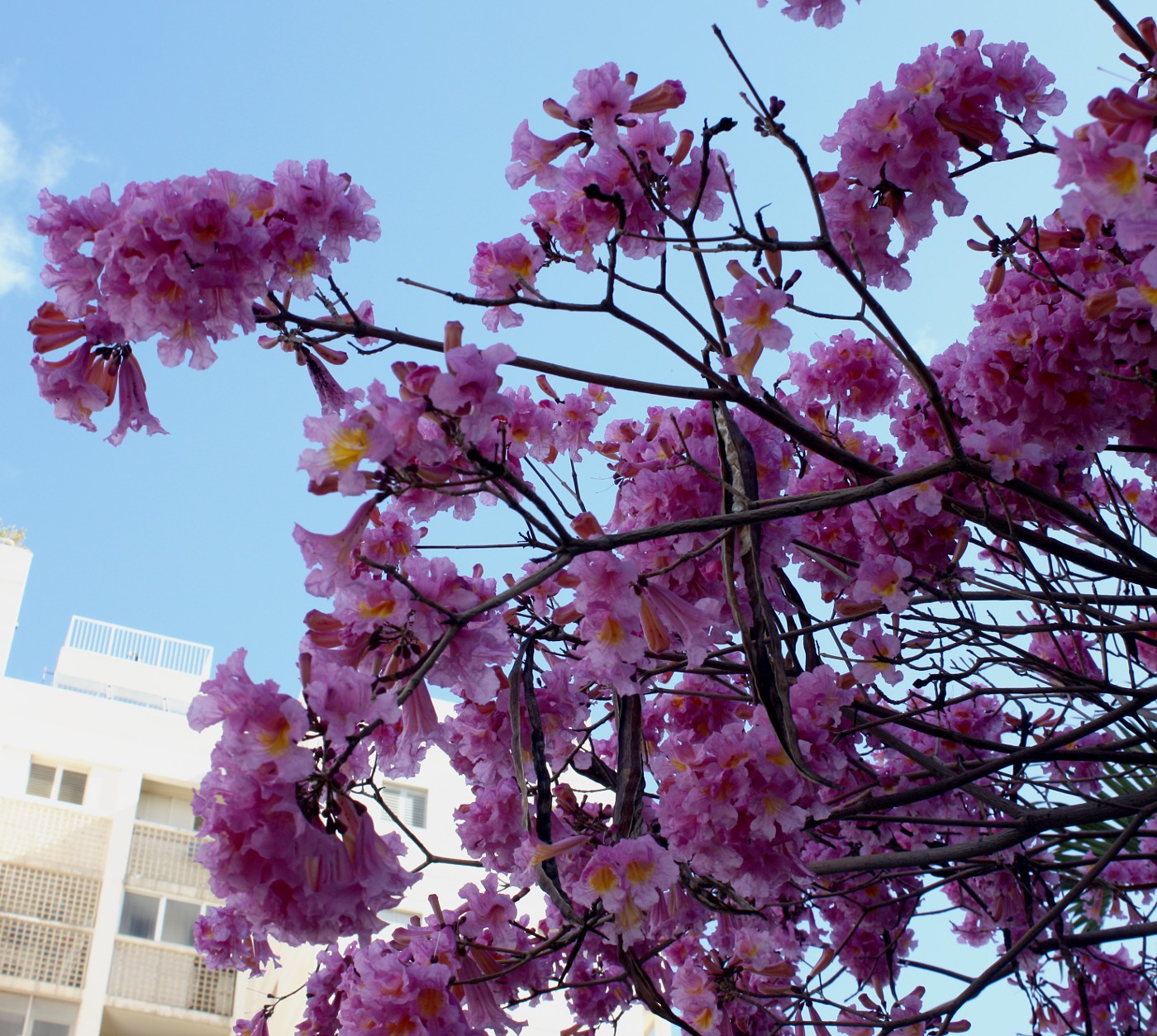 Изображение особи Tabebuia impetiginosa.