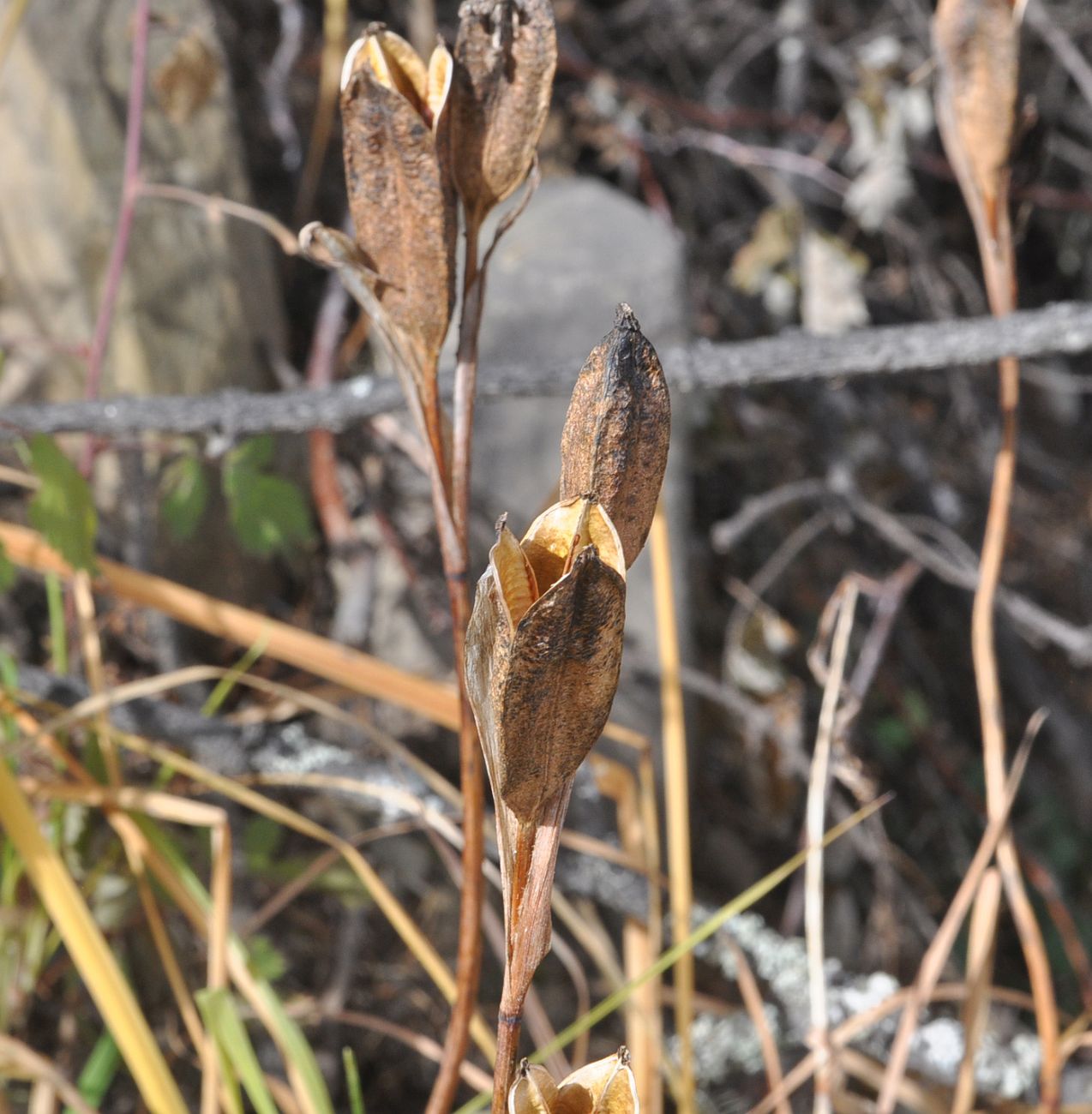 Image of familia Iridaceae specimen.