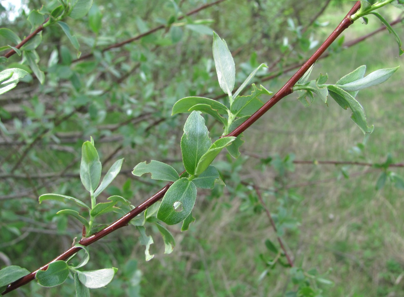 Image of Salix alba specimen.