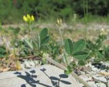 Medicago minima. Верхушка побега с соцветием. Краснодарский край, Абинский р-н, юж. окр. ст. Холмская, берег р. Хабль. 28.04.2018.