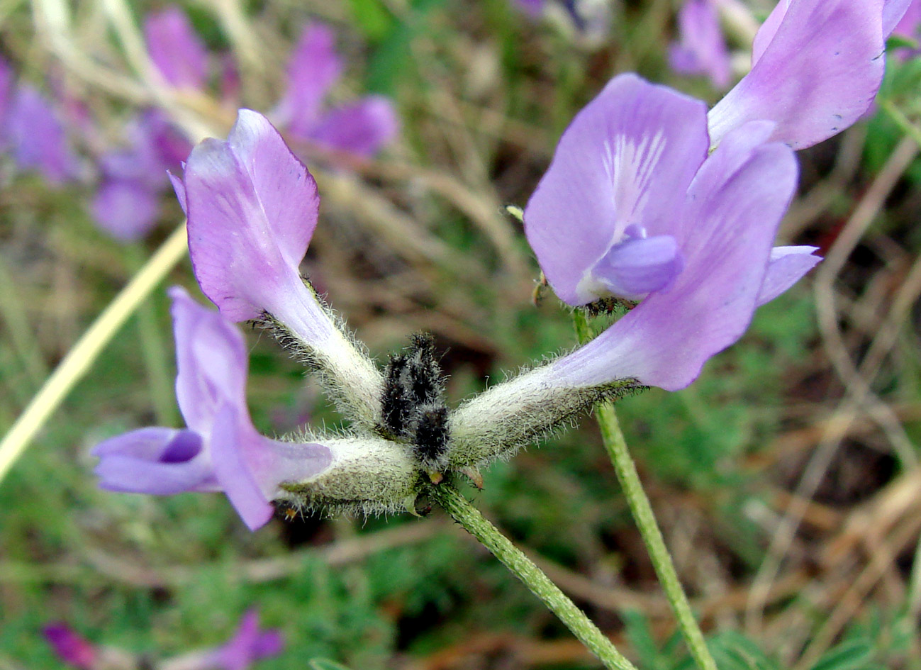 Изображение особи Astragalus suffruticosus.