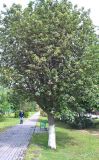 Sorbus intermedia. Цветущее дерево. Краснодарский край, г. Тихорецк, в озеленении. 12.05.2018.