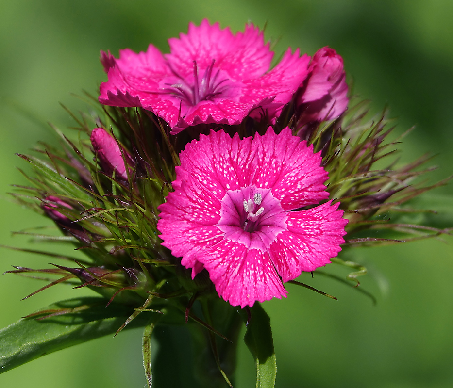 Изображение особи Dianthus barbatus.