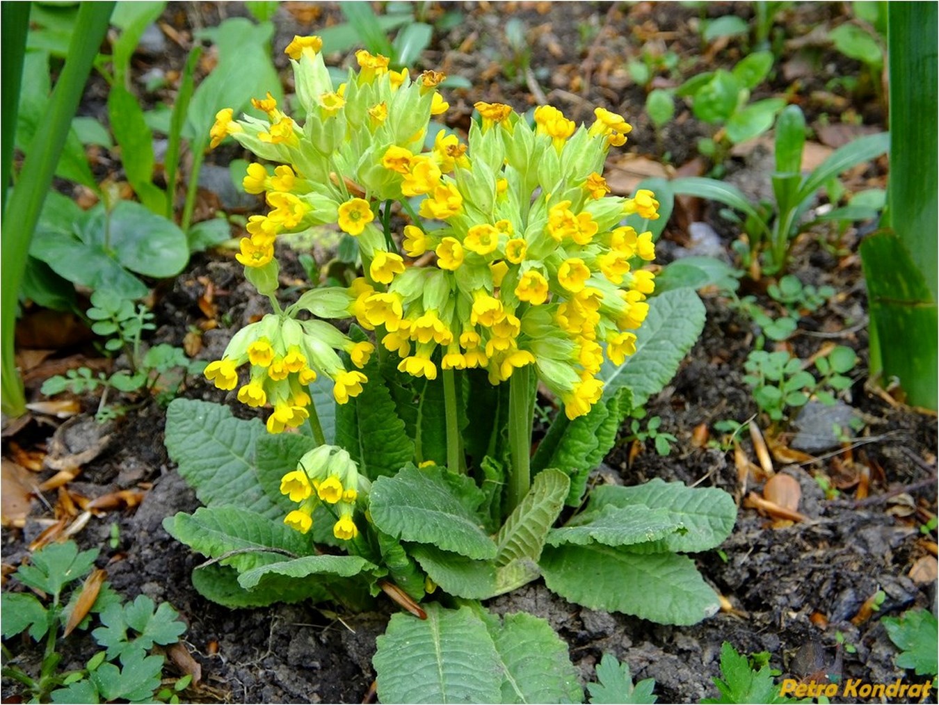 Image of Primula veris specimen.