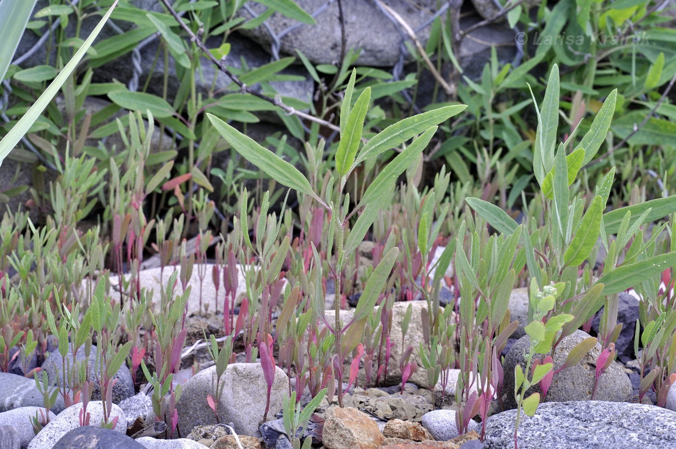 Image of genus Atriplex specimen.